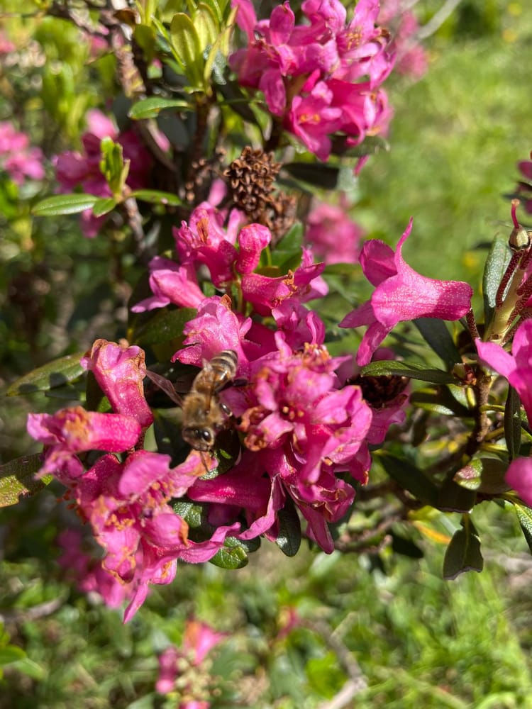 Bee on flower 2