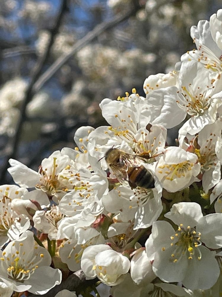 Bee on flower 4