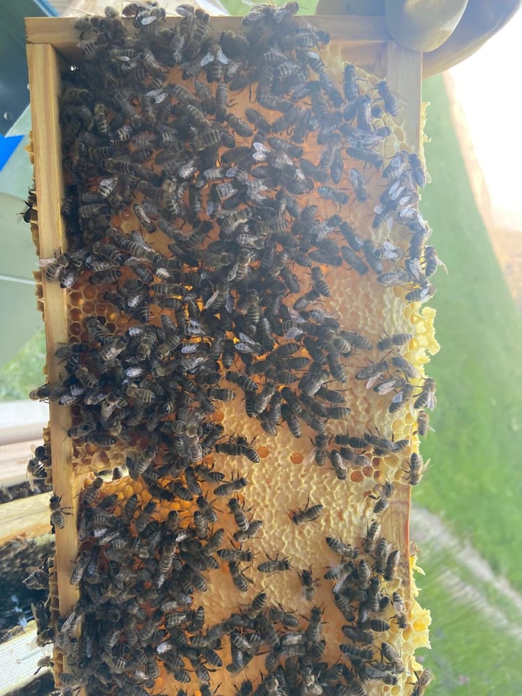 Bees at work