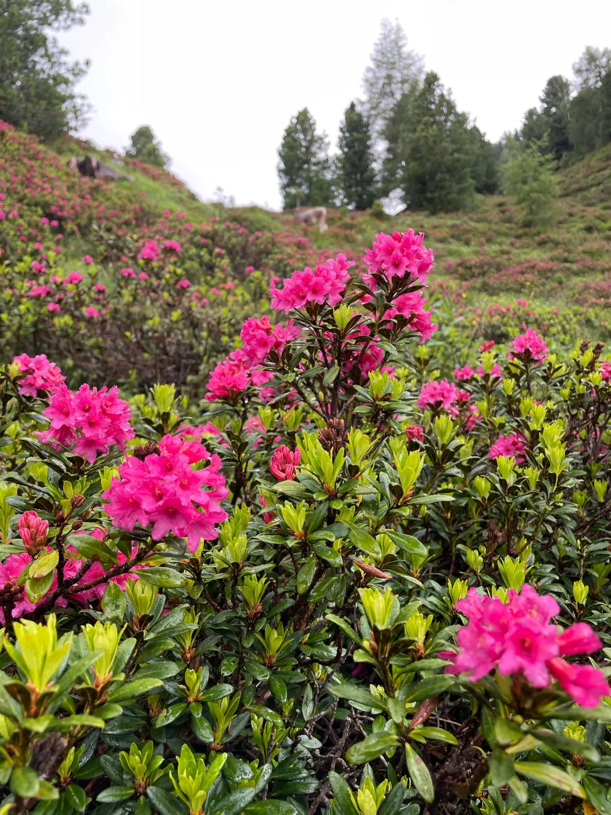 Alpine roses in bloom