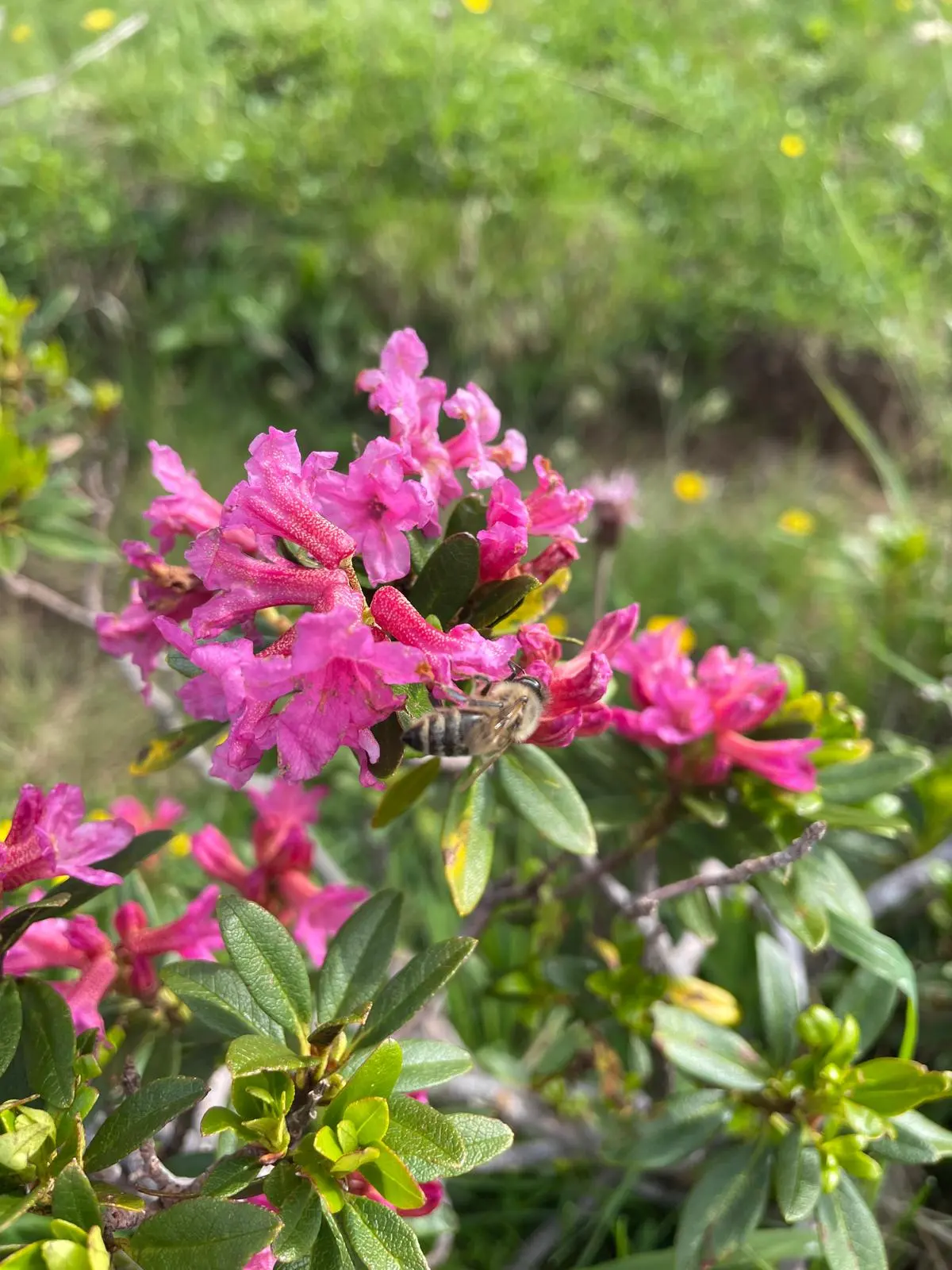 A bee on alpine rose blossoms