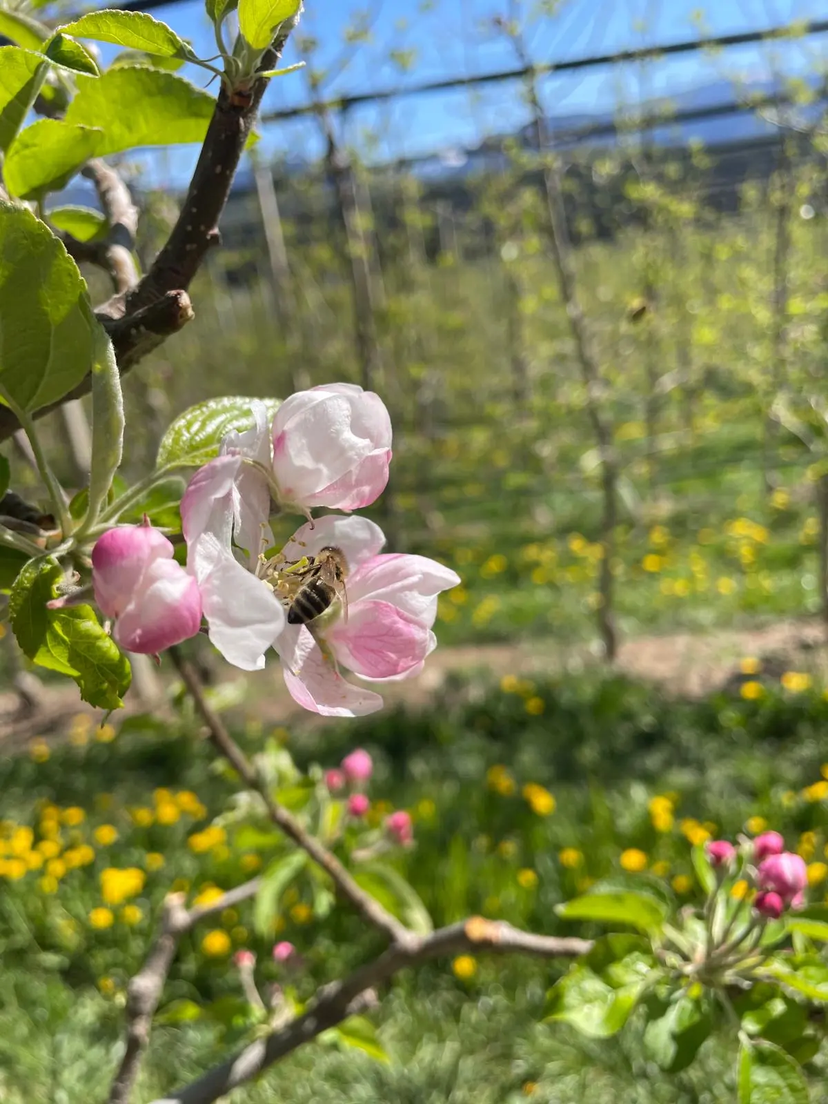 A bee on an apple blossom in the orchard