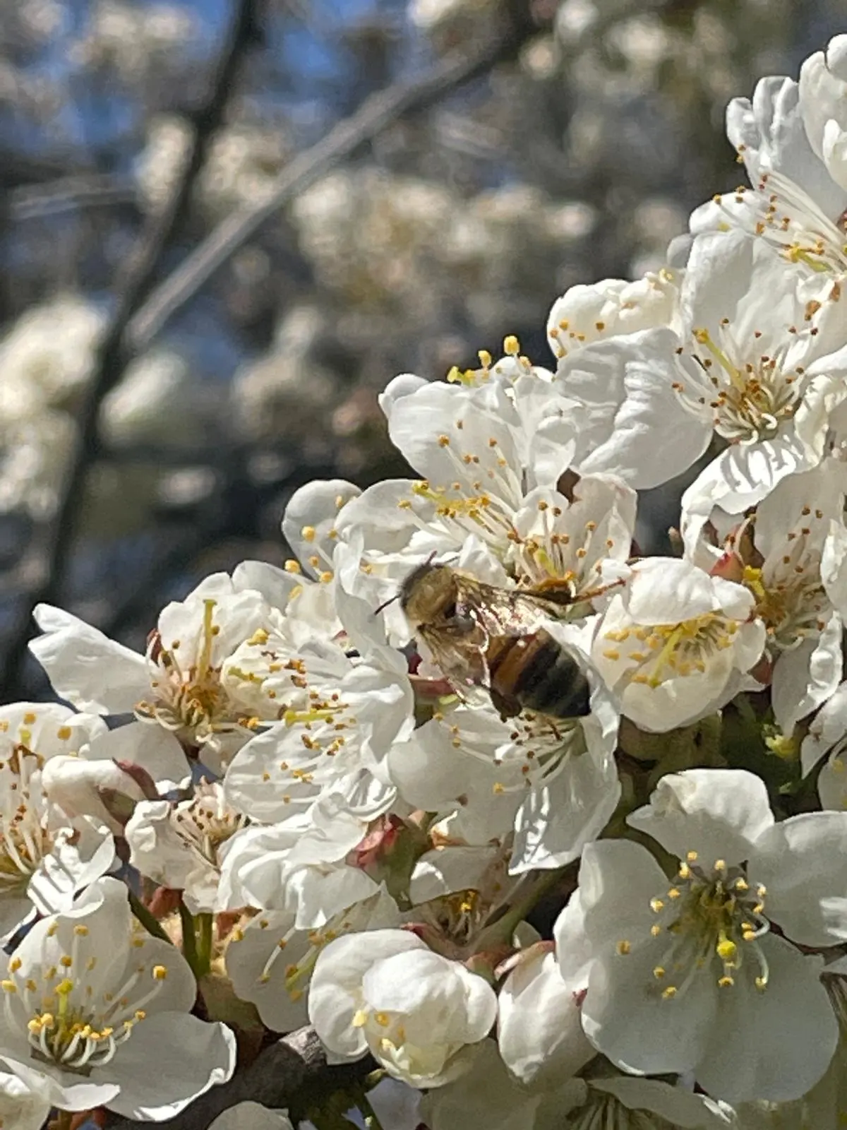A bee among white apple blossoms