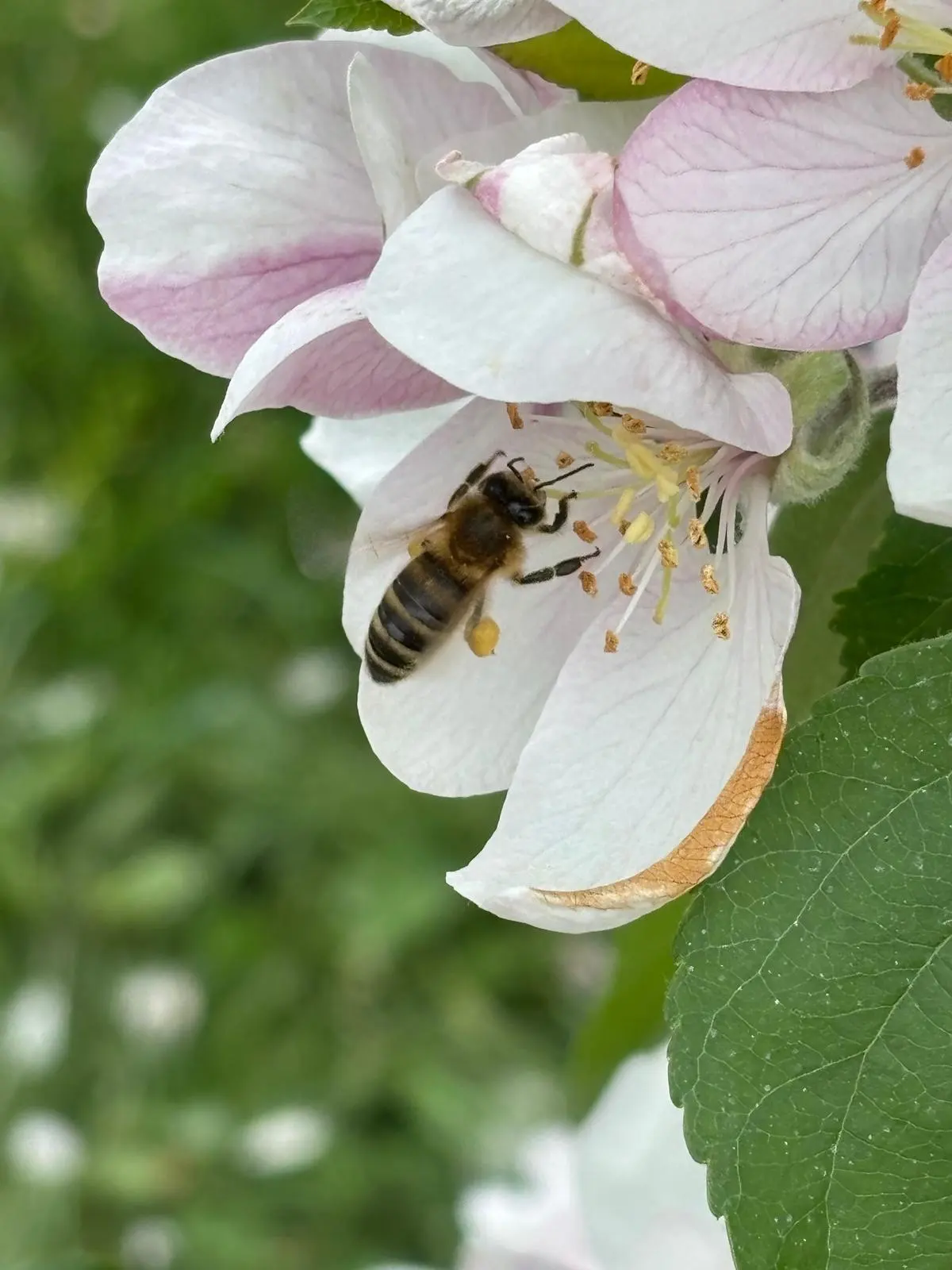 A bee on an apple blossom, up close