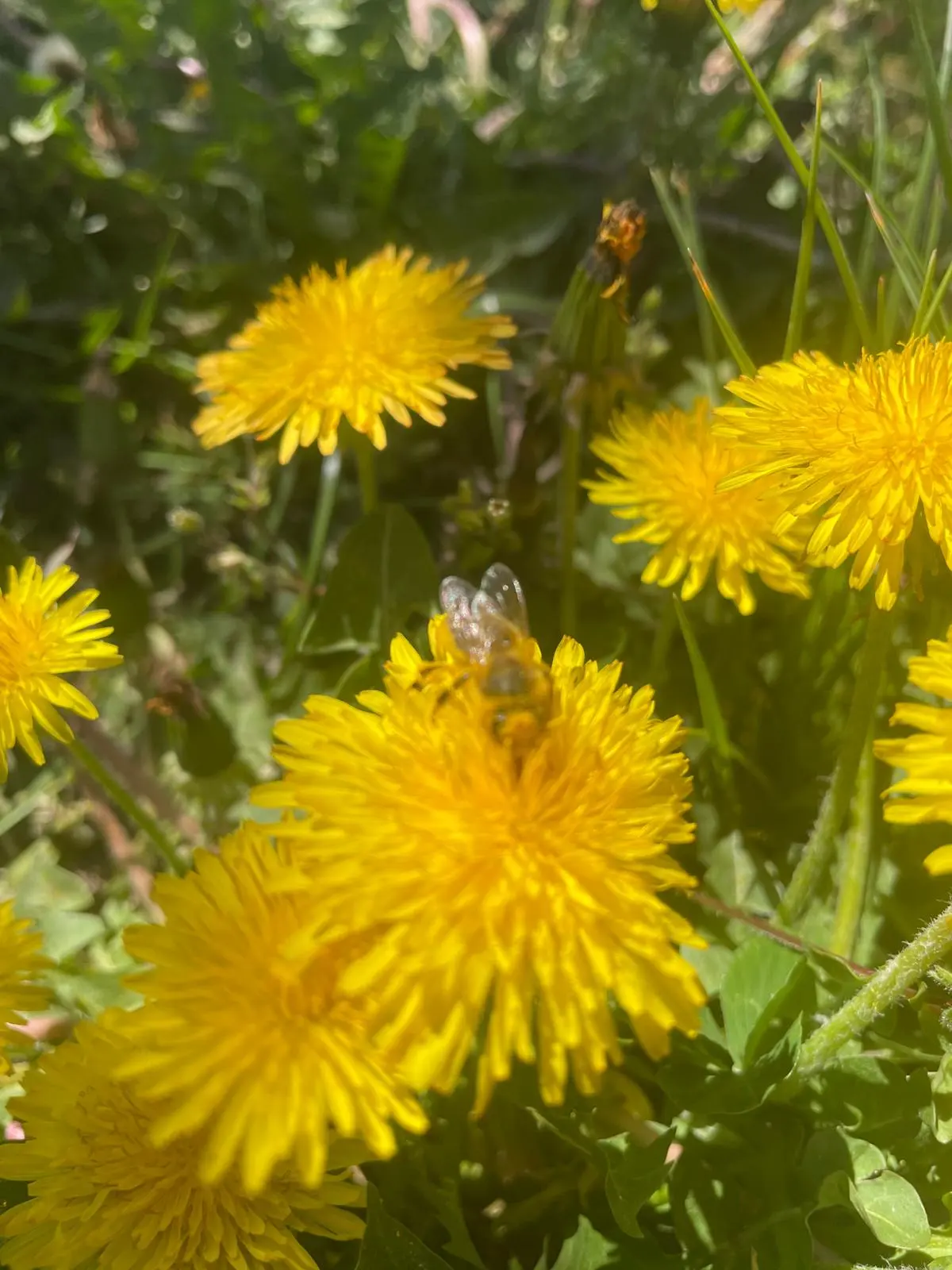 A bee on dandelions