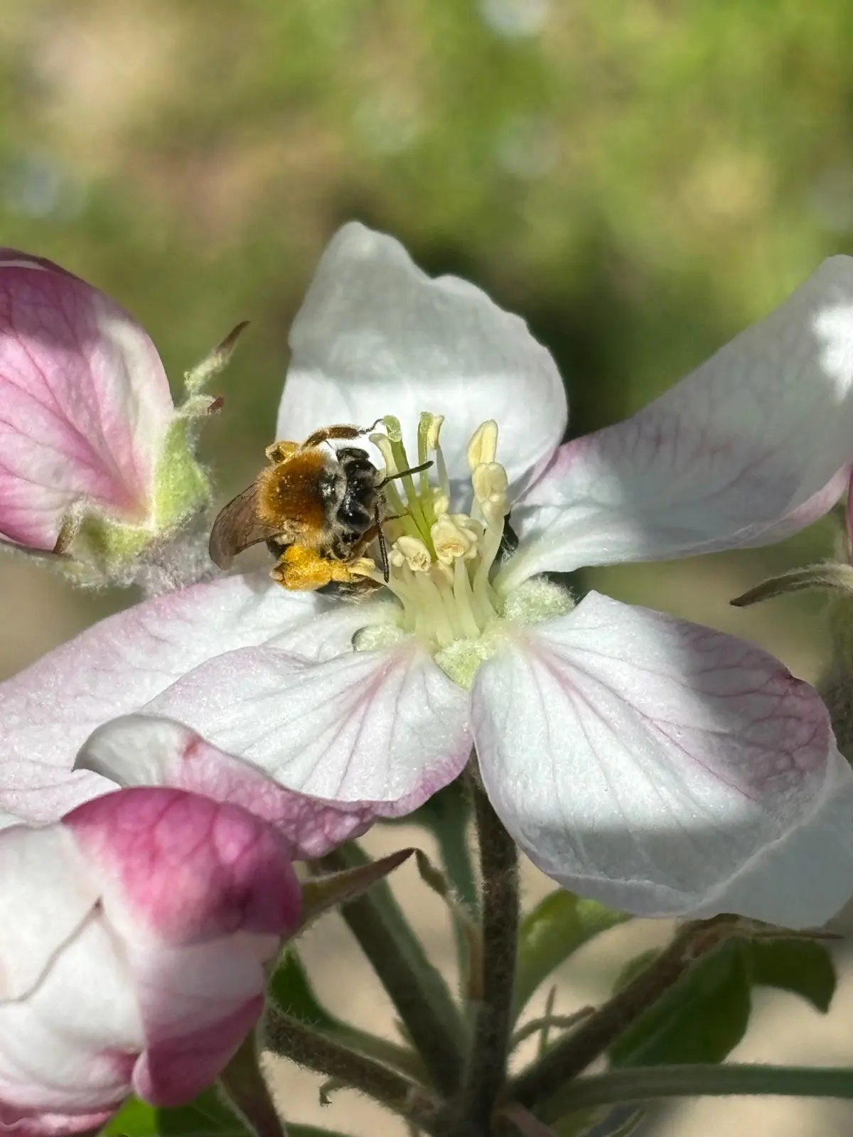 A bee gathering pollen