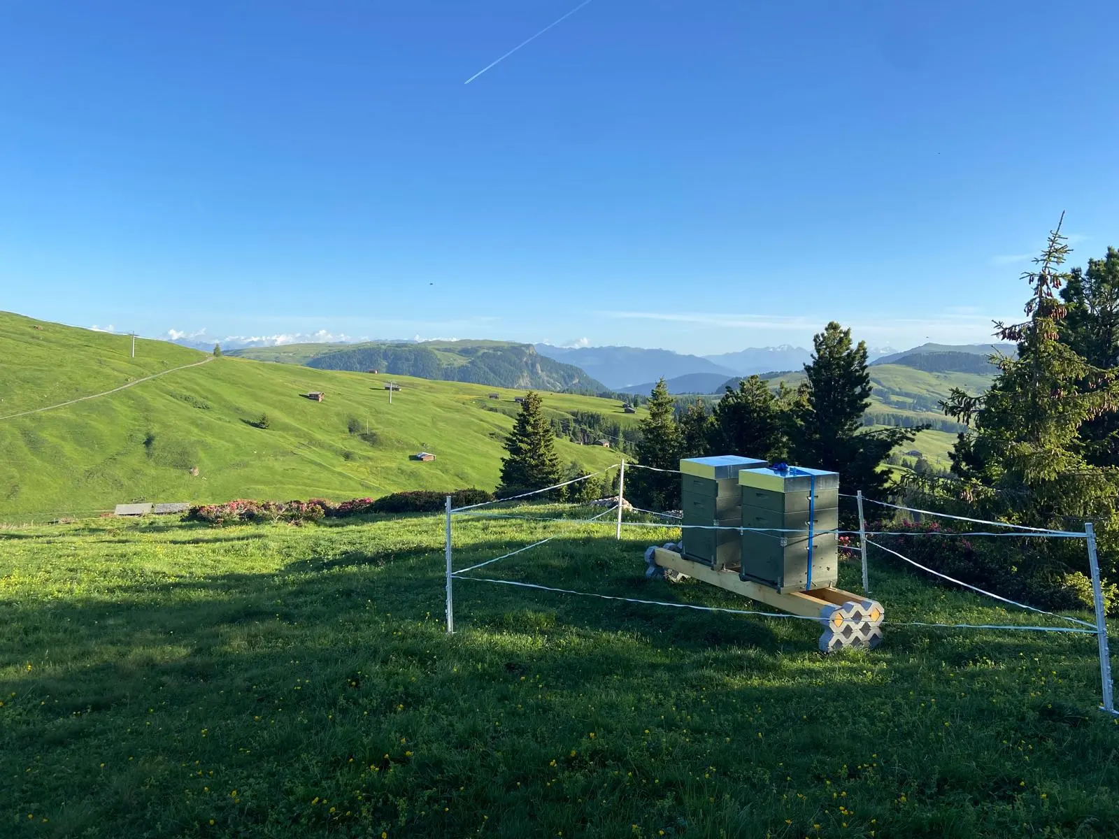 Hives on an alpine meadow