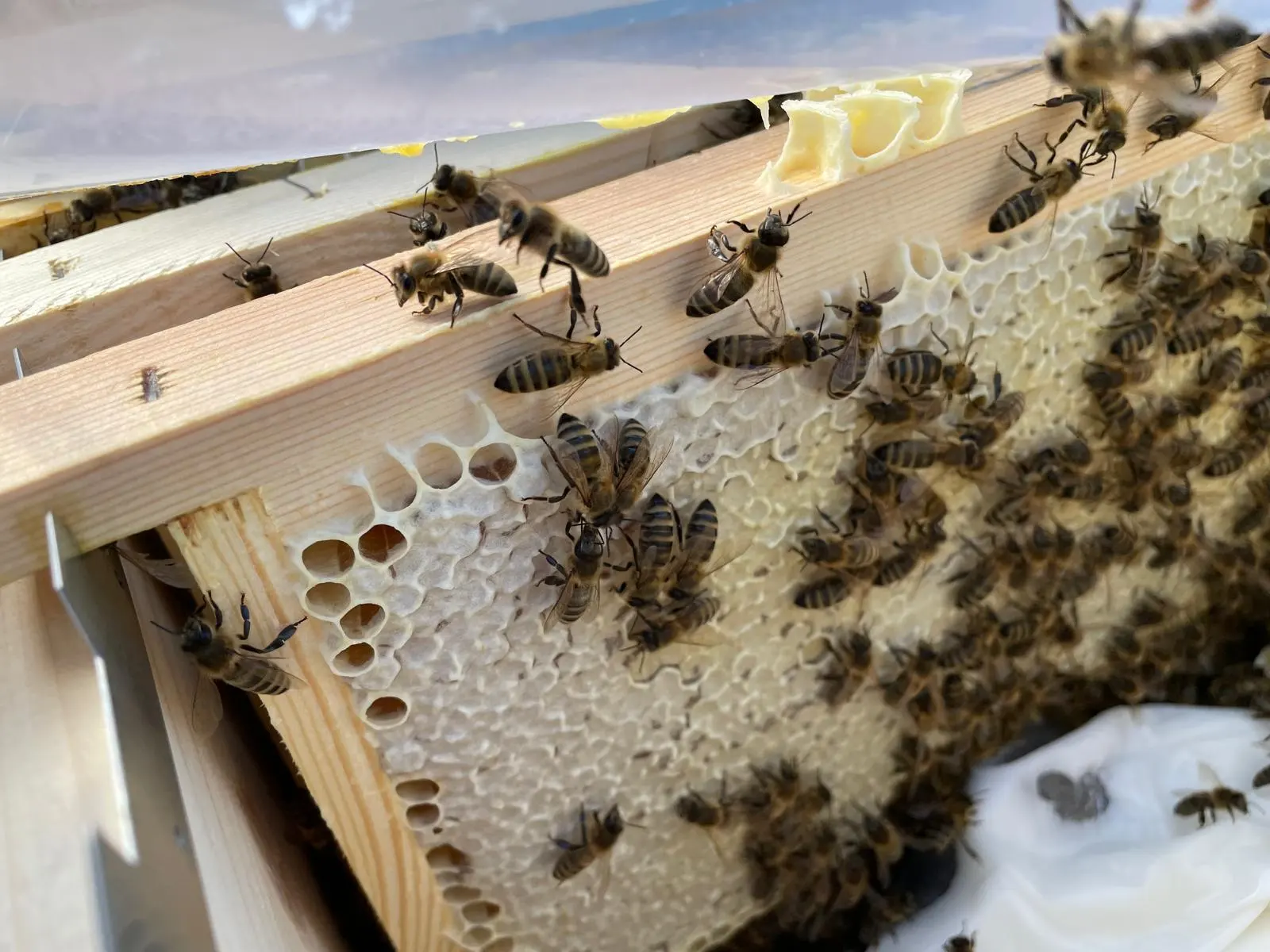 Bees on the honeycomb