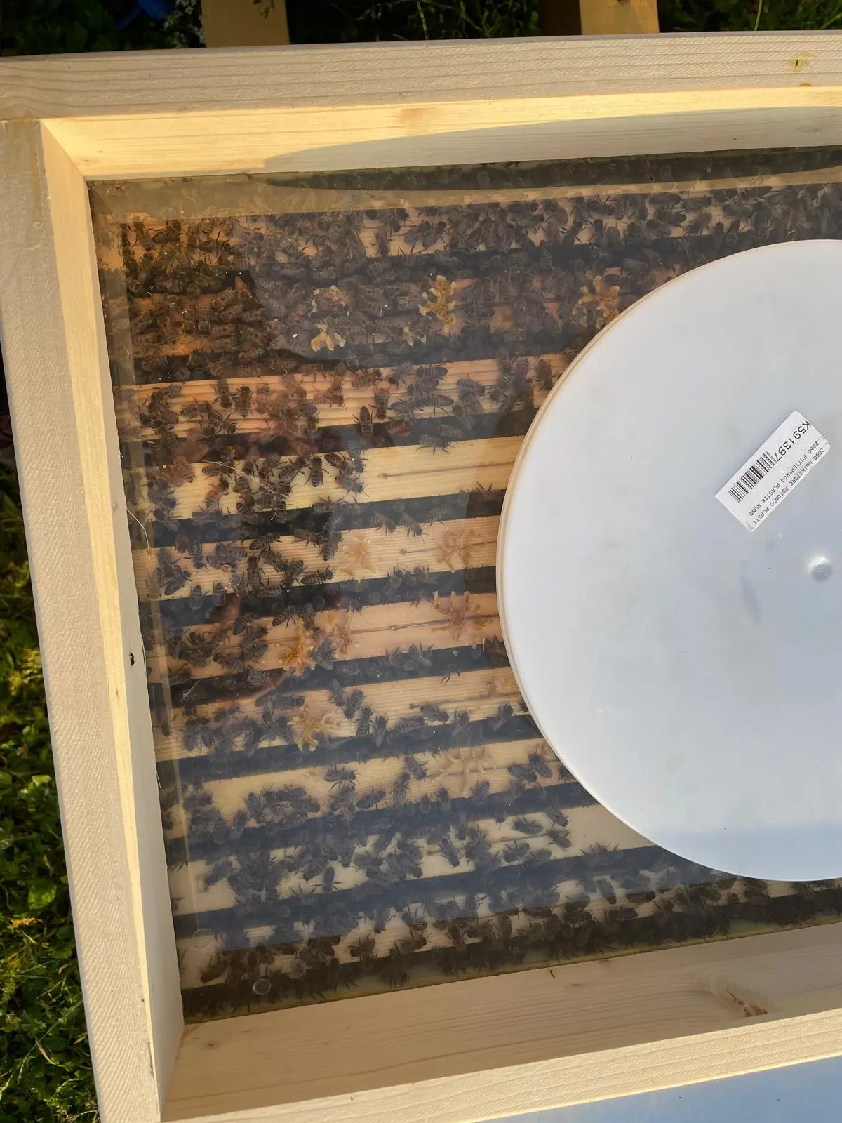 A look into the open hive