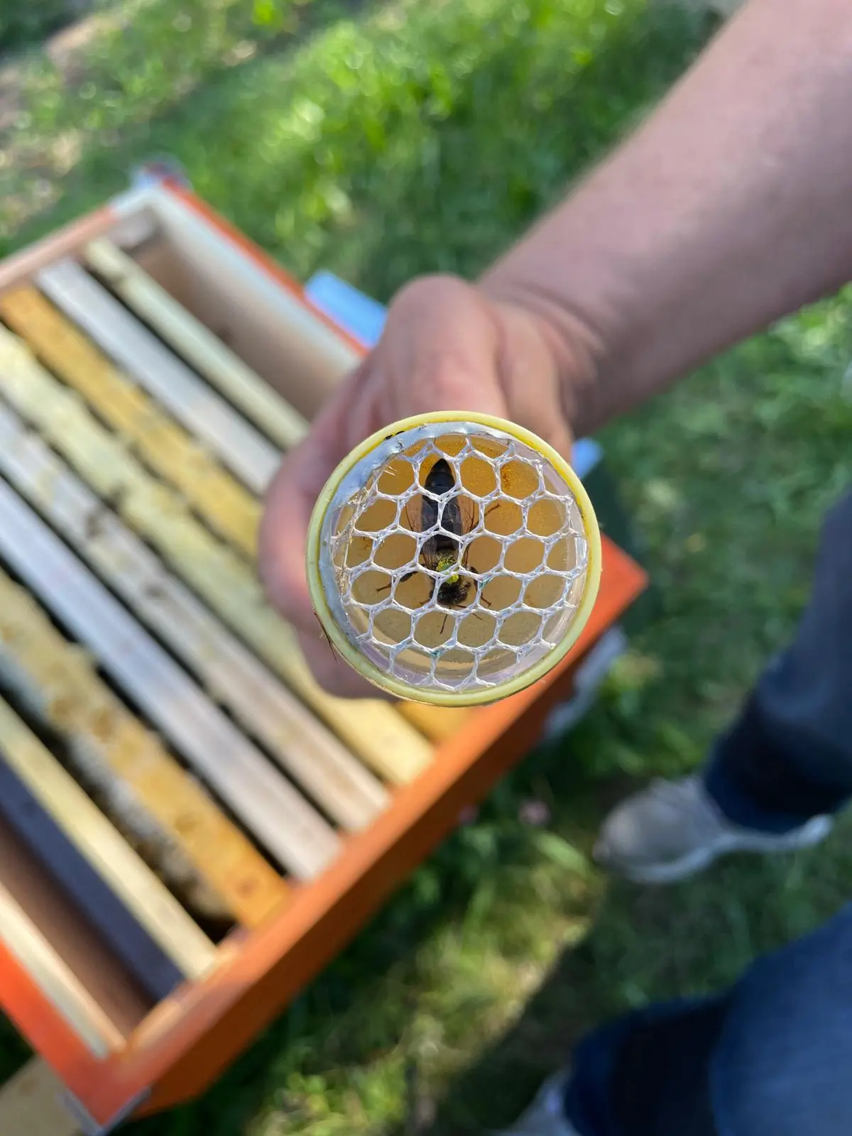 Werner holding a queen cage over the hive