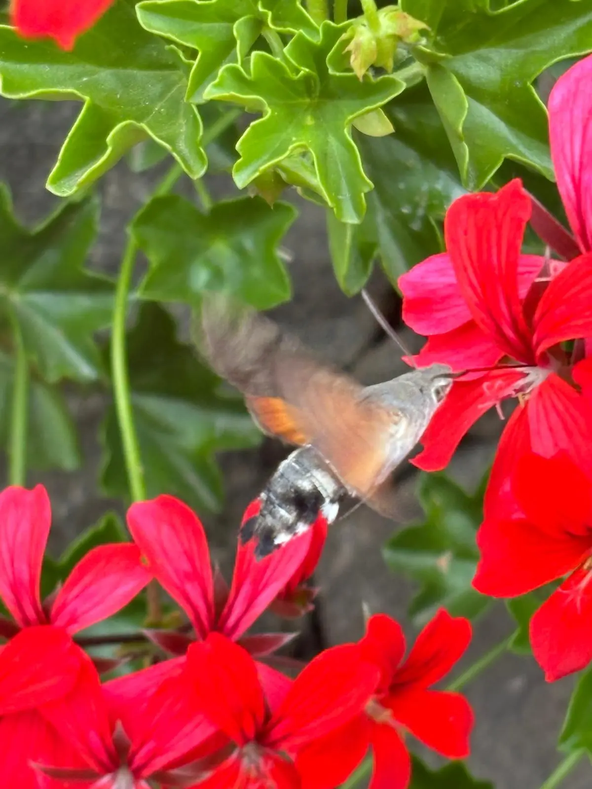 Hummingbird hawk-moth at red geraniums