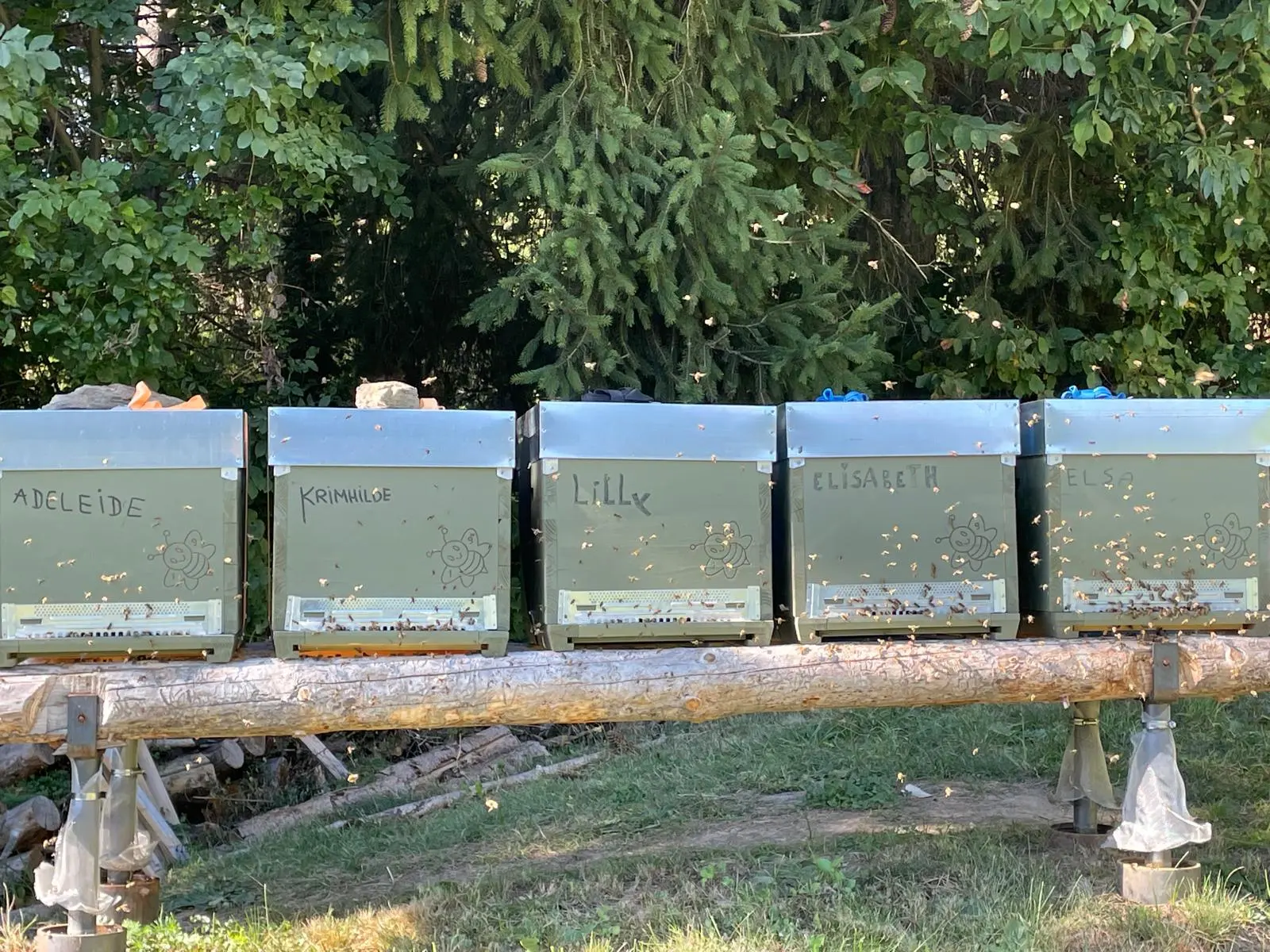 Hives at the edge of the forest